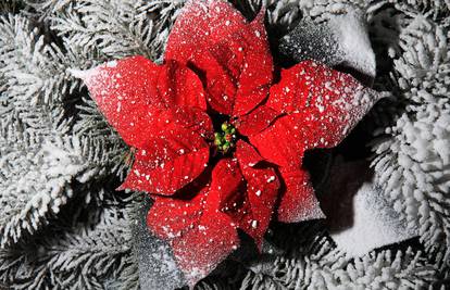 Božićna zvijezda ili cvijet svete noći može uljepšati svaki dom