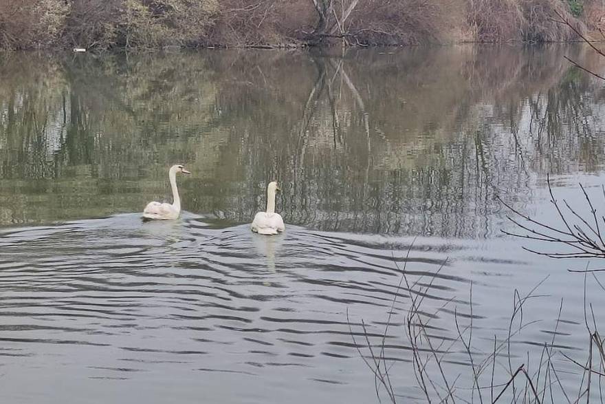 Nevjerojatna ljubavna priča iz Dumovca: Dva labuda su se upoznala i zaljubila u 'bolnici'