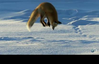 Nema zime za lisice: Zarone u snijeg i ulove si ručak