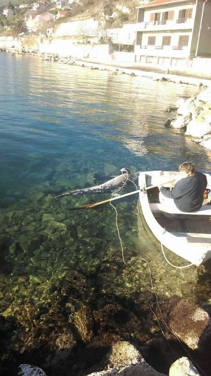 'Vidjela sam dupina i čekala da skoči, ali bio je nažalost mrtav'