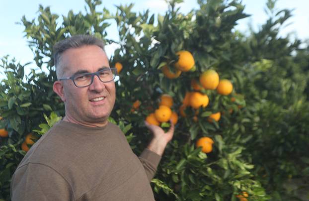 Berba agruma u Opuzenu