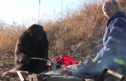 Video: Majmun Kanzi sam zna upaliti vatru i ispeći roštilj!