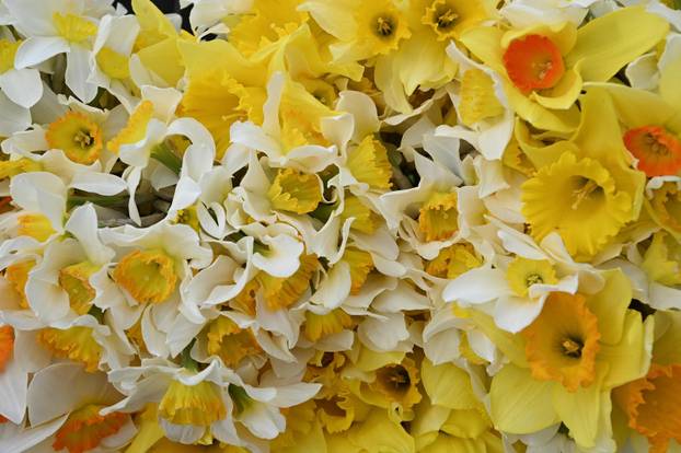 Zagreb: Obilježavanje jubilarnog 30. Dana narcisa