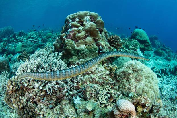 A highly venomous Black-Banded sea krait, Laticauda semifasciata, swims over the rocky reef at remote Pulau Serua in the Banda Sea, Indonesia.