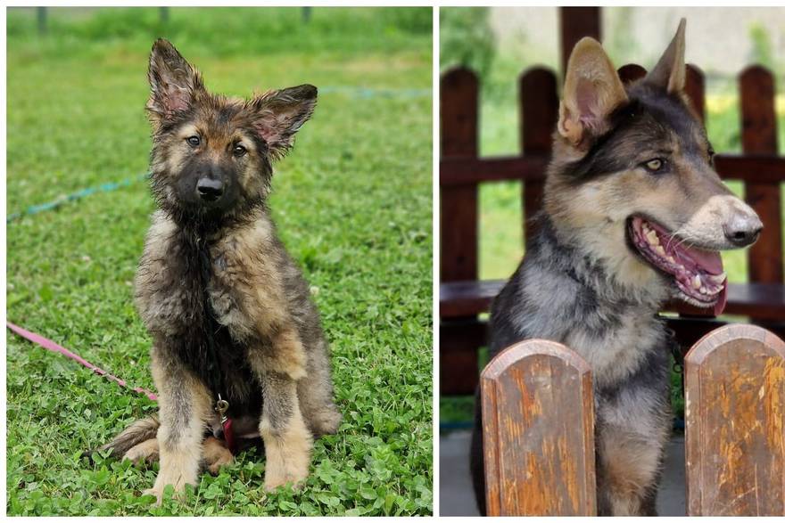 Balto i Alfa su mješanci psa i vuka. Spasili su ih s imanja psihijatra, sada ih treba udomiti