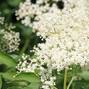Elderflower (sambucus nigra) clusters, ready for picking