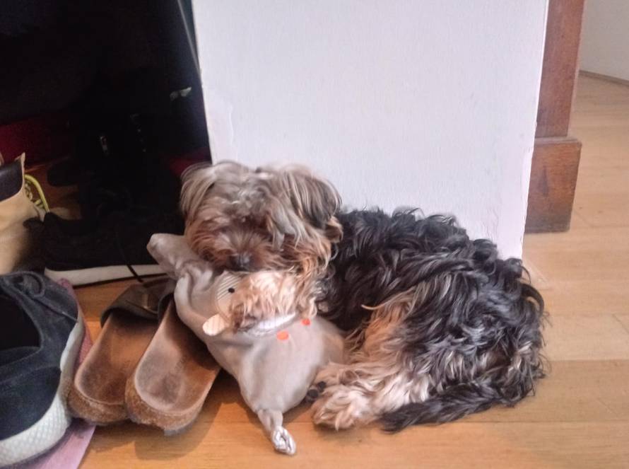 Voditeljica pronašla psa kojeg su strpali u automobil i pobjegli