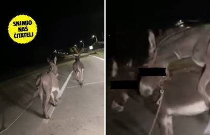 VIDEO Snimka tovara u 'klinču' digla je cijelo selo! Načelnik za 24sata: I mi tražimo vlasnike