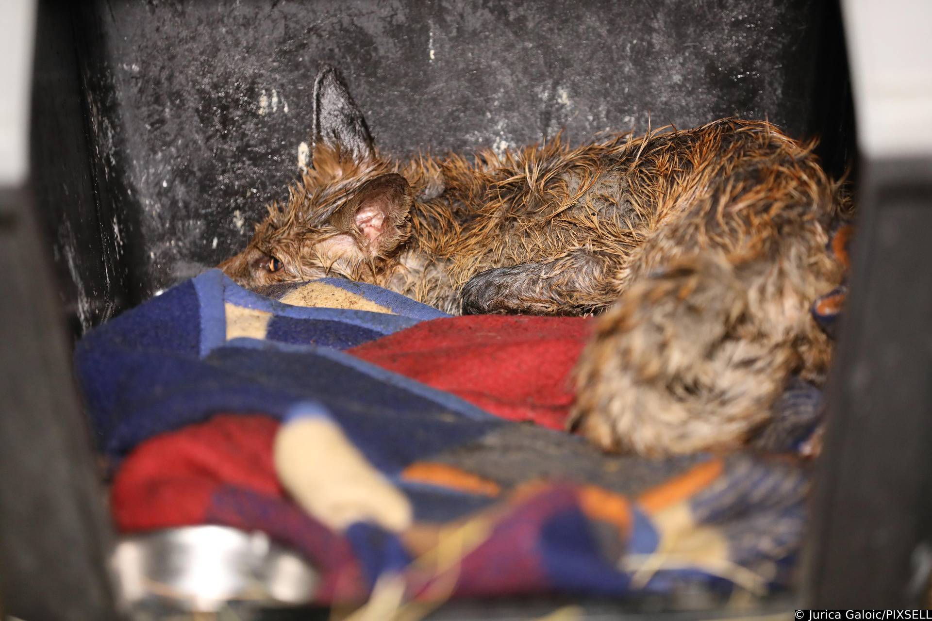 Zagreb: Ranjeni lisac smješten je u Zoološki vrt gdje se oporavlja