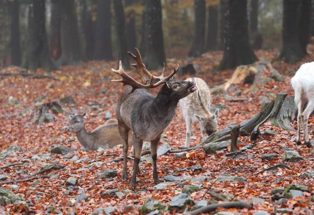 Delnice: Jeleni lopatari u park šumi Japlenški vrh