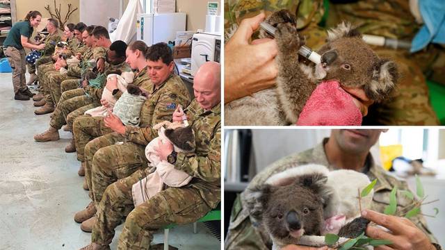 Australski vojnici hrane bebe koale ozlijeđene u požarima
