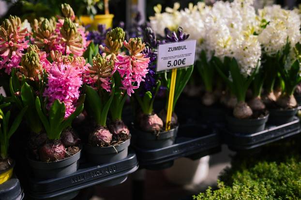 24sata Zagreb: Ponuda cvijeća na Dolcu 