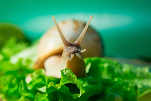 Home snail Akhatin on green salad