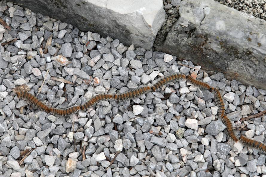 Rijeka: Gnijezda borovog prelca