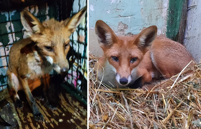 U Zagrebu u Dubravi spasili lisicu iz šahta: Promrznutu su je odveli u oporavilište u ZG Zoo