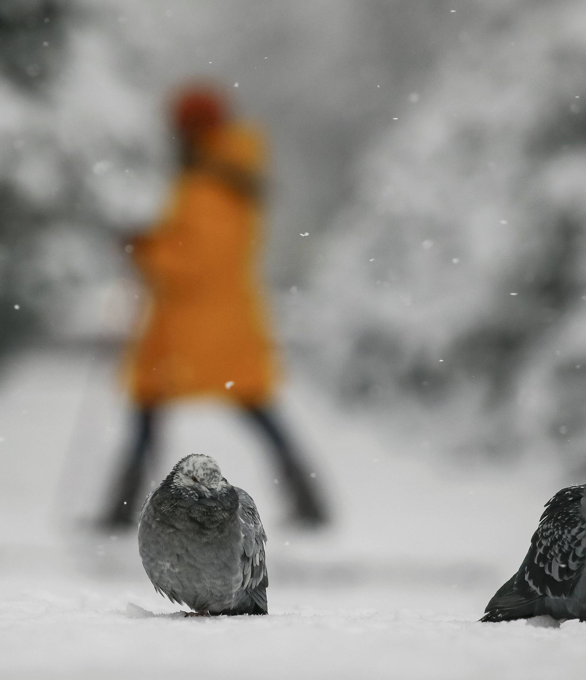 Pigeons rest in falling snow in park in Almaty