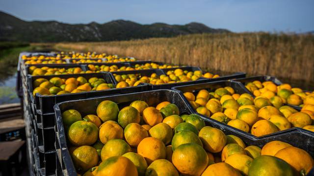 Berba mandarina u dolini Neretve: Urod je rekordan, ali proizvođače muči niska cijena