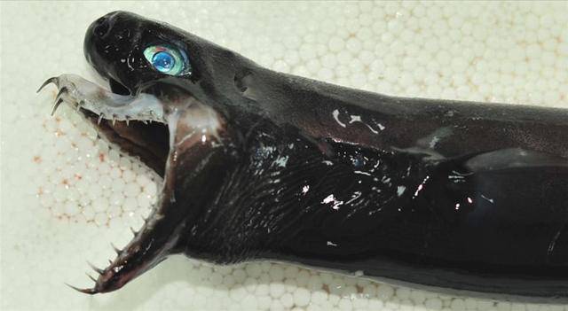 'Neman iz horor filma': Našli su najstrašnijeg morskog psa