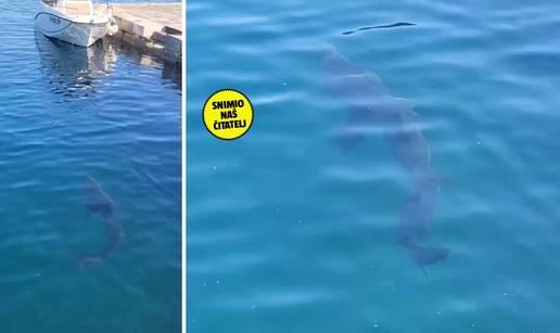 VIDEO Snimio morsku psinu kraj Opatije!: 'Plivala je uz mul'