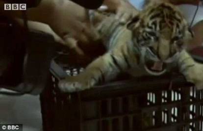 U Tajlandu uhitili vozača koji je htio prokrijumčariti 16 tigrića