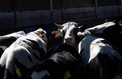 Poljska prijavila pojavu bolesti plavog jezika kod goveda