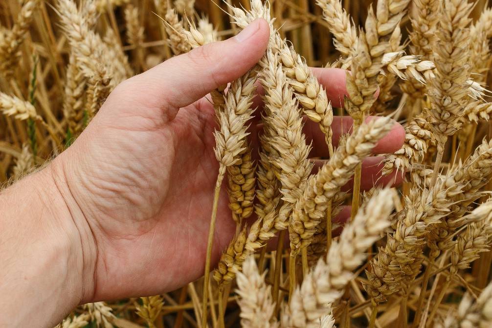 U ožujku novi natječaj za pomoć domaćim vinogradarima