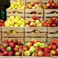 Ove godine svega 65 tisuća tona uroda jabuka: To pokriva svega polovicu potreba u RH