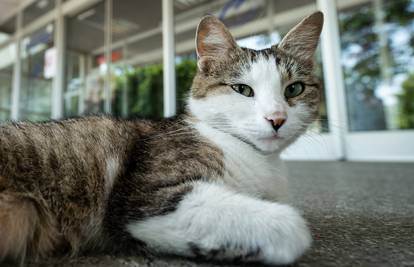 Domar zagrebačkog fakulteta je preminuo, ali njegov ga mačak ispred još uvijek vjerno čeka
