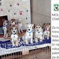 Pomozite preslatkim psima iz Noine Arke: Ako imate stare deke odnesite ih u sklonište