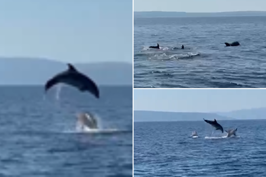 Dupini u Jadranskom moru