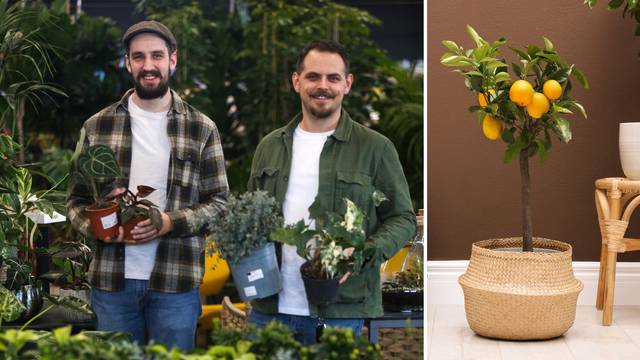 Uzgoj voća i povrća na balkonu ili dvorištu: Limun, kumkvat ili limetu možete uzgajati i doma