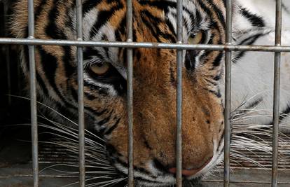 Strašno: Tigrići su završili kao lijekovi tradicionalne medicine