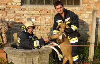 Velikogorički vatrogasci spasili kozlića iz bunara
