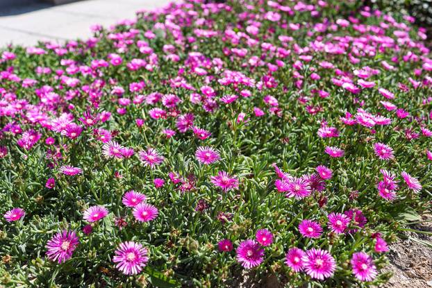 Zagreb: Jasenka Marija Kaštelan ima najljepši vrt na balkonu i ispred zgrade 