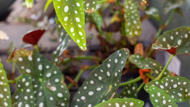 Nabavite je: Točkasta begonija prekrasan je ukras za svaki dom