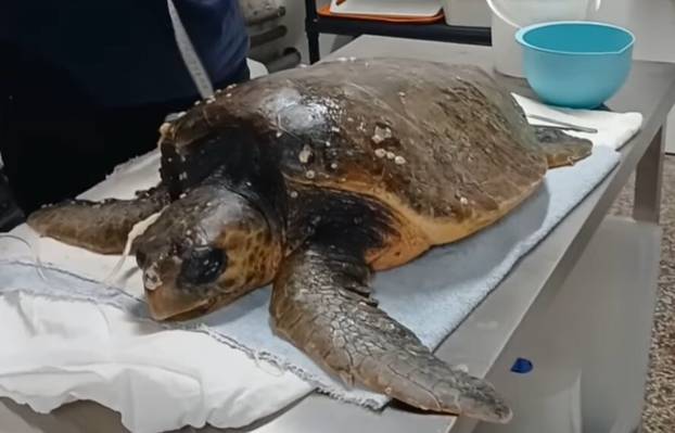 FOTO U pulskom Aquariumu spasili glavatu želvu: 'Bila je okovana algama i rakovima'
