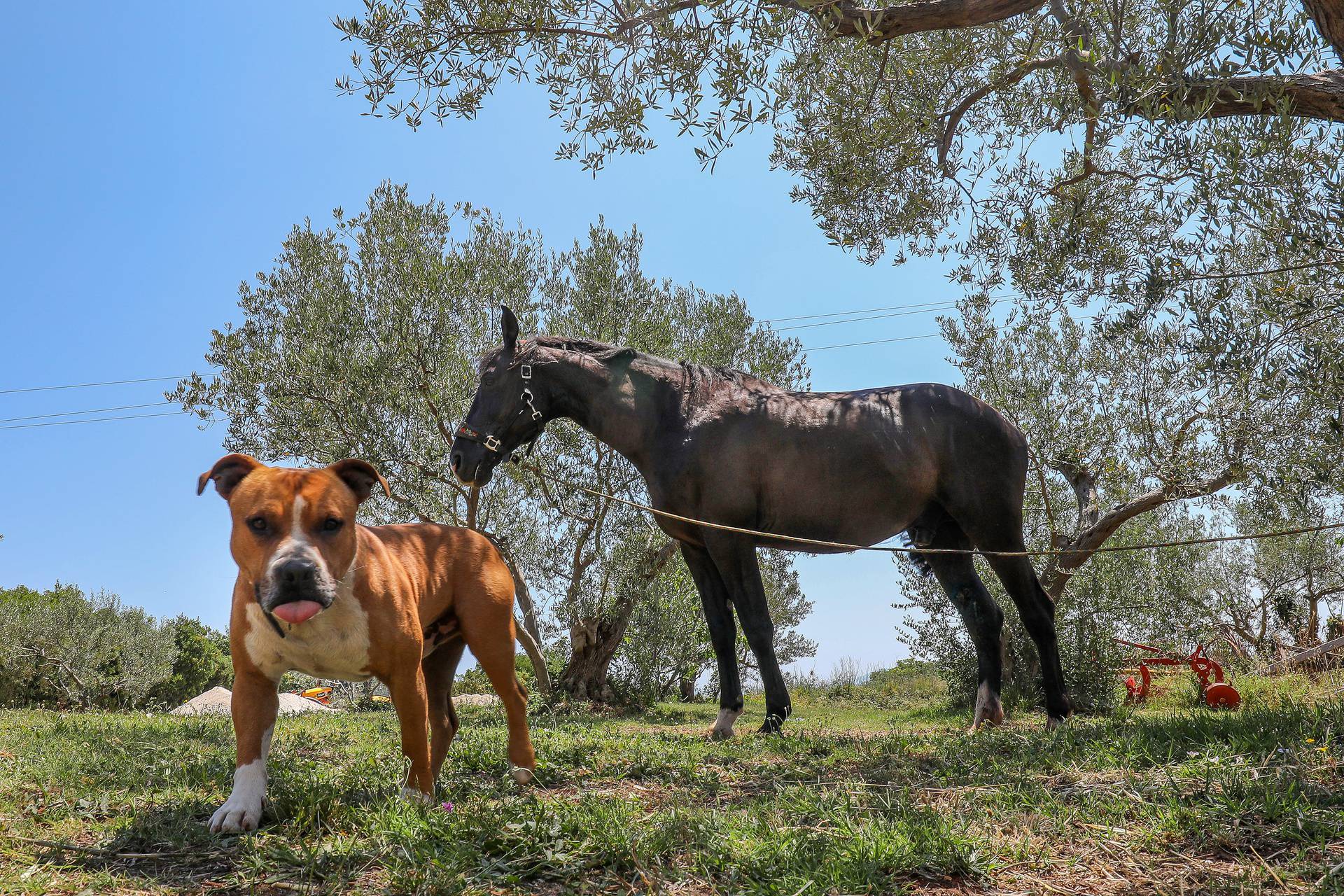 Konj Olimp uplašen je lutao danima, našao ga je pas Ary