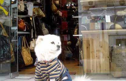 Ljubazni pas dočekuje svoje kupce u trapericama