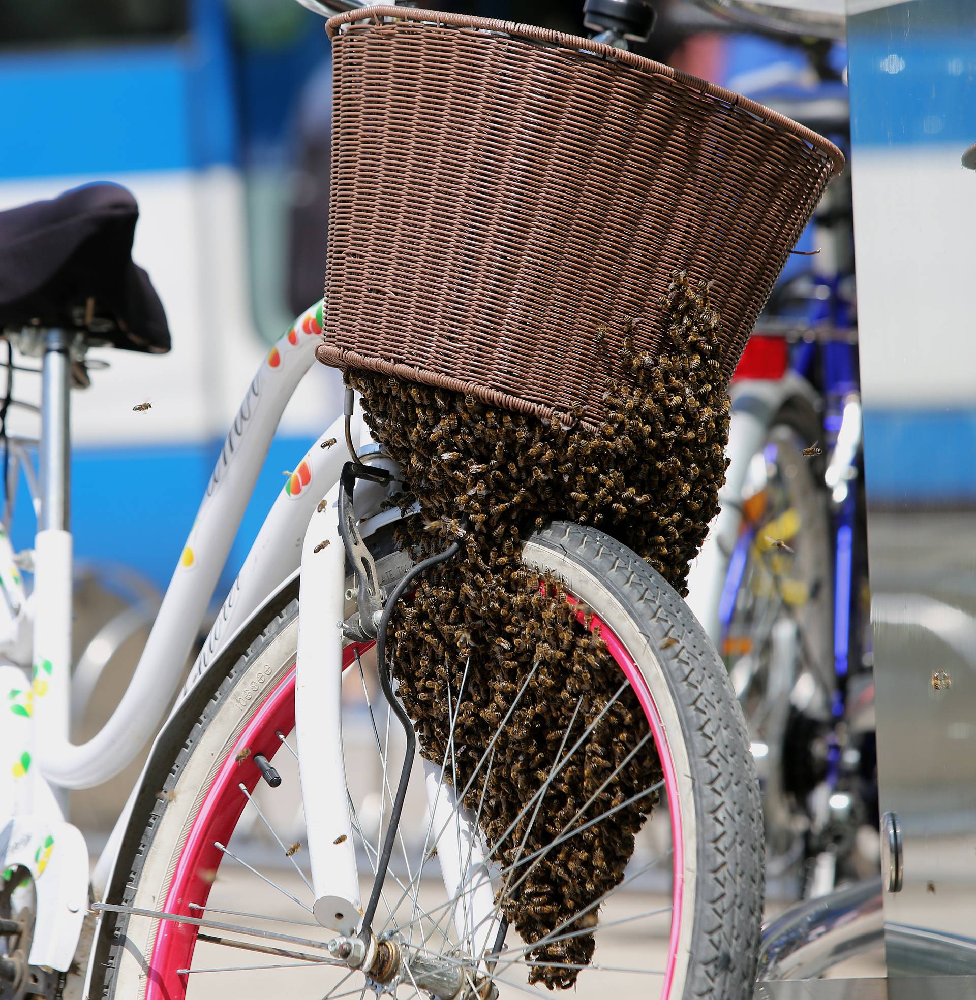 Pa se ti sada vozi: Roj pčela se udobno smjestio na biciklu...