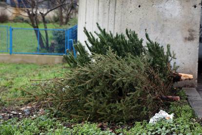 Šibenik: Raskićeni borovi bačeni pored smeća čekaju svoj odvoz