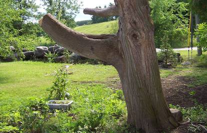 Od posječenog stabla napravio zmaja iz 'Igre prijestolja'
