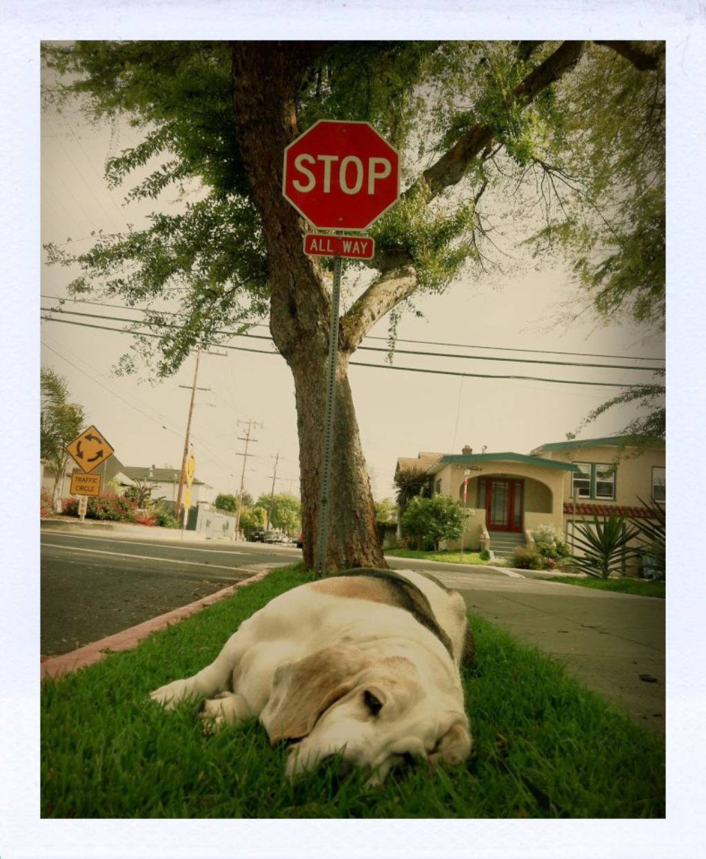 Facebook/George, the Very Tired Basset Hound