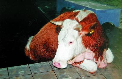 NOĆNO KUPANJE: Krava mu upala u bazen kod kuće
