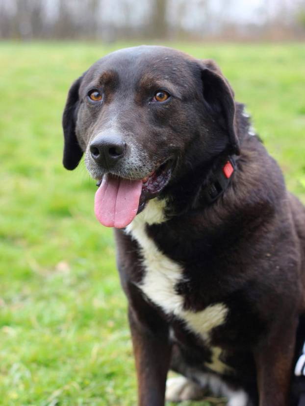 FOTO Ove predivne njuške traže dom: Pružite im priliku za sreću!