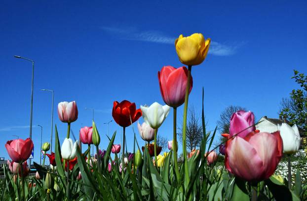 Slavonski Brod: Šarene cvjetne gredice rascvjetalih tulipana svojom ljepotom krase gradske parkove