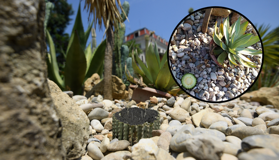 Misteriozni kolekcionar upao je u vrt i ukrao zaštićene biljke?