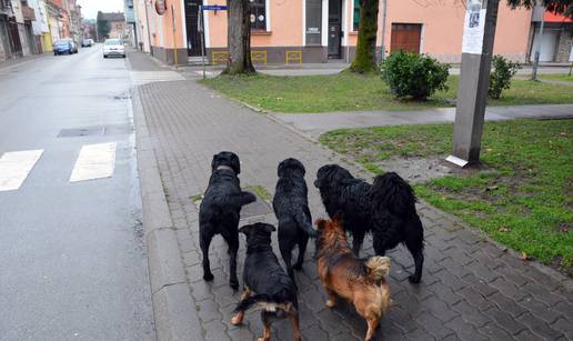 I dekan Veterinarskog fakulteta protiv obavezne sterilizacije...