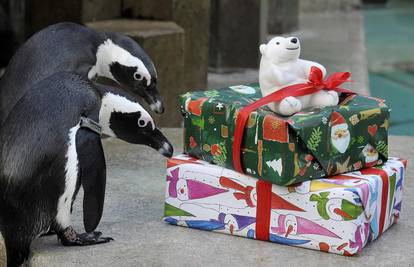 Životinje se razveselile božićnim darovima