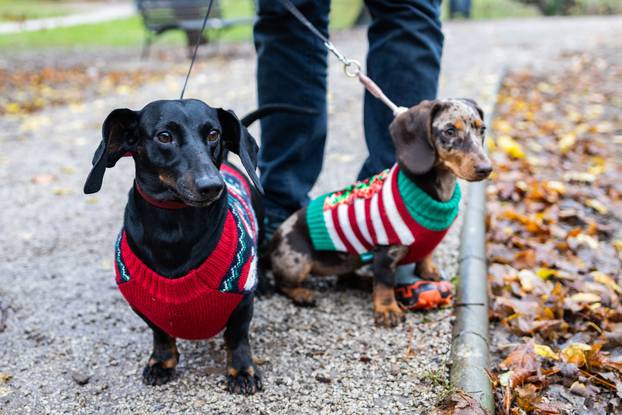 Zagreb: Adventska špica jazavčara 