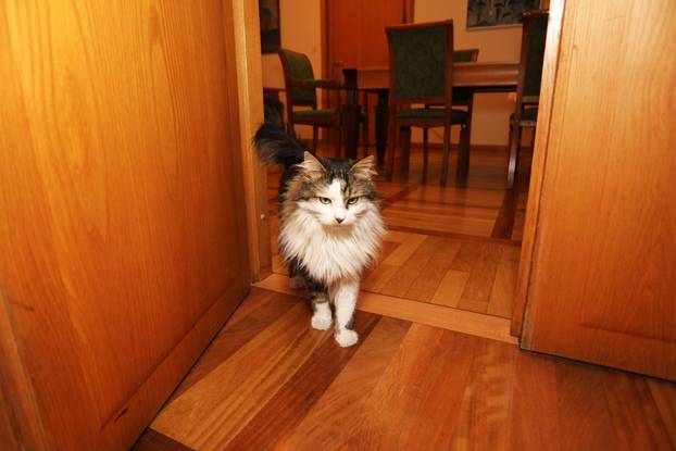 Miško ostaje prvi mačak Grada Rijeke i tijekom mandata Ive Rinčić